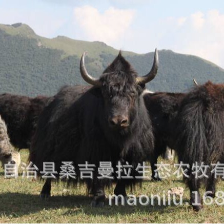 Qinghai Xizang Black Yak Price Quotation, How Much Does a Yak Cost, How Much Does a Live Yak Weigh 0.5kg Qinghai Xizang Black Yak Price Quotation, How Much Does a Yak Cost, How Much Does a Live Yak Weigh 0.5kg