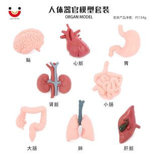 Simulation Human Organ Model Brain Heart Stomach Liver Lung Kidney Large Intestine Small Intestine Children Science and Education Enlightenment Cognitive Teaching Aids