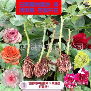 ��ϻ������l���� �r�л�õ�廨�� �¼��N�� �ļ��_��õ��С��