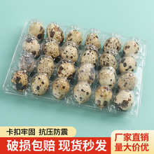 24枚鹌鹑蛋托加厚一次性透明塑料盒子鹌鹑蛋包装盒防震100个包邮