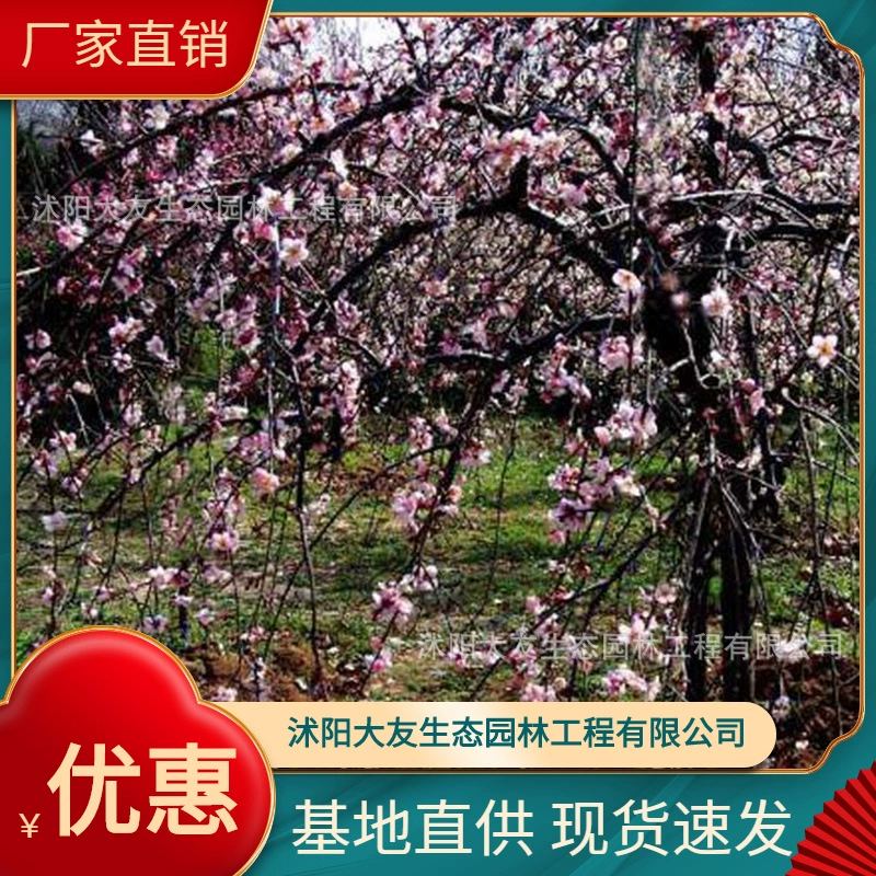 База оптом Самопроизводство Chuimei Sepling Живописная зона Ландшафтный дорожный сад Инженерная озеленение рассады