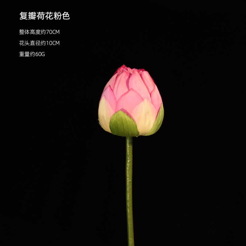 Lotus rosa