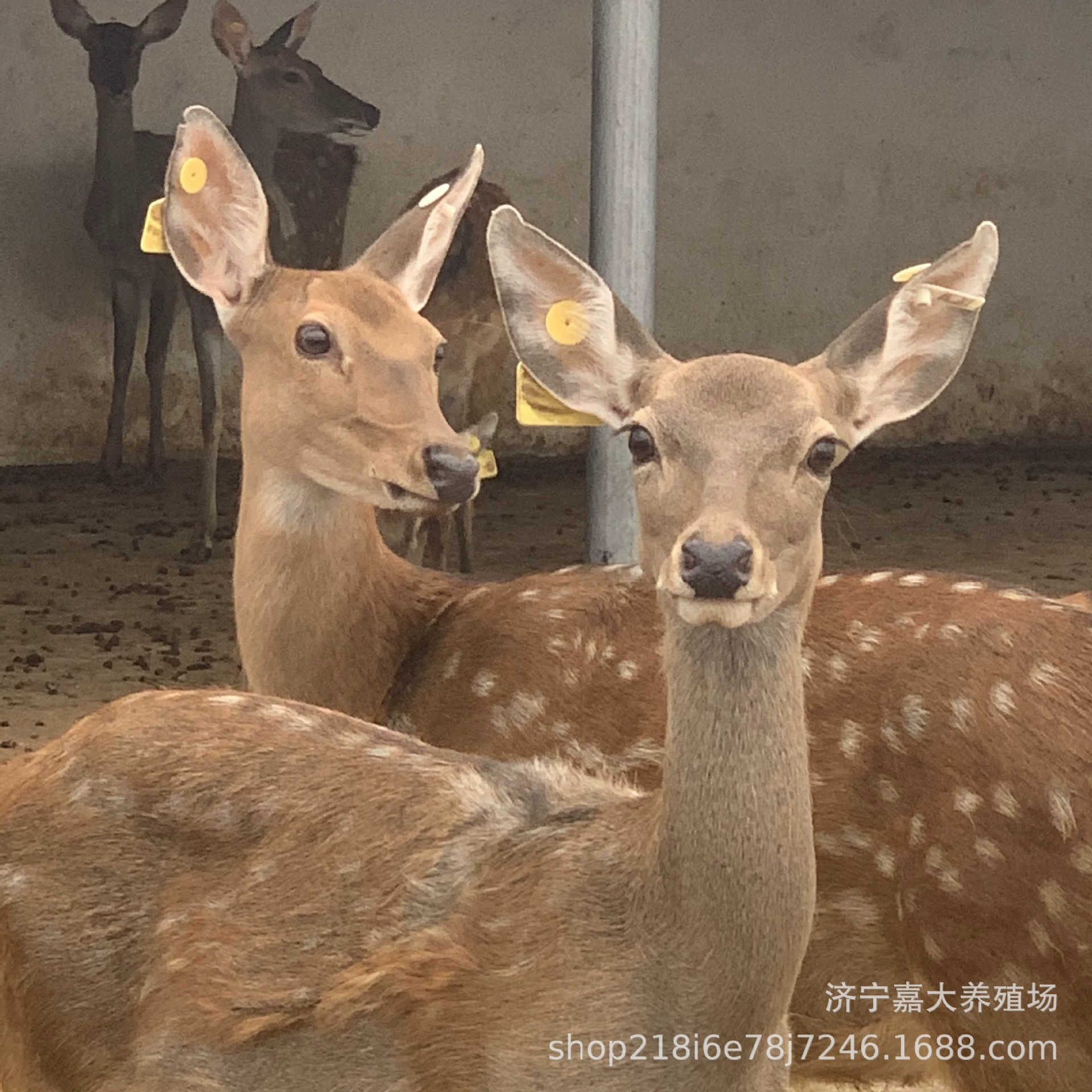 Сколько стоит взрослый олень пятнистый? Сколько стоит годовой объем производства пятнистого оленя? Сколько стоит кошачий олень белой полосой олень мясо?