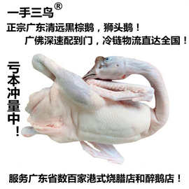 广东黑棕鬃鹅棚鹅港式烧鹅大自然醉鹅冰鲜鹅光鹅鹅翅鹅掌全国发货