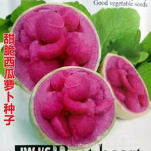 甜脆西瓜萝卜种子心里美萝卜籽红心脆甜水果萝卜孑农家四季蔬菜子
