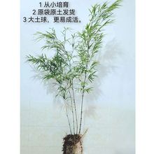 筇竹东坡竹子苗罗汉竹大小算盘盆栽室内外庭院绿植地栽