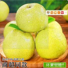 梨都砀山梨子正宗砀山酥梨当季水果新鲜9斤皮青梨皇酥梨整箱应香