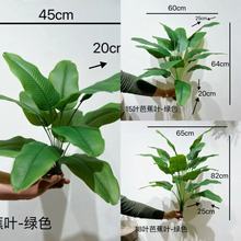 ��ꖷ���ֲ��18�^���˽������B���W��Ž��~�Gֲ�@���b��쾰�٘�