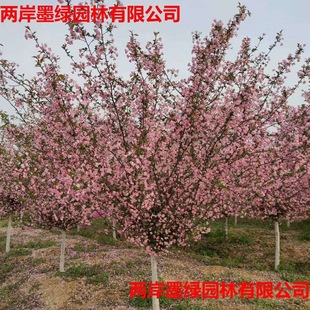Silk-Blooming Crabapple, Xi-Fu Crabapple, North American Crabapple, Stem-Blooming Crabapple, Red Maple, Hibiscus, Various Street and Scenic Area Greening