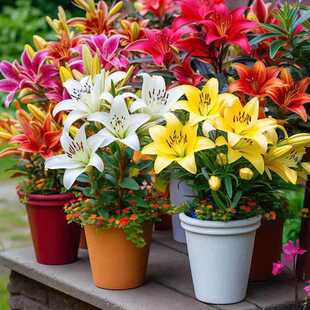 [Lily Flower Bulbs] Seeds with Buds, Easy to Grow Potted Plants for Outdoor Balconies, Four-Season Planting of Cold-Resistant Florals with Large Florals