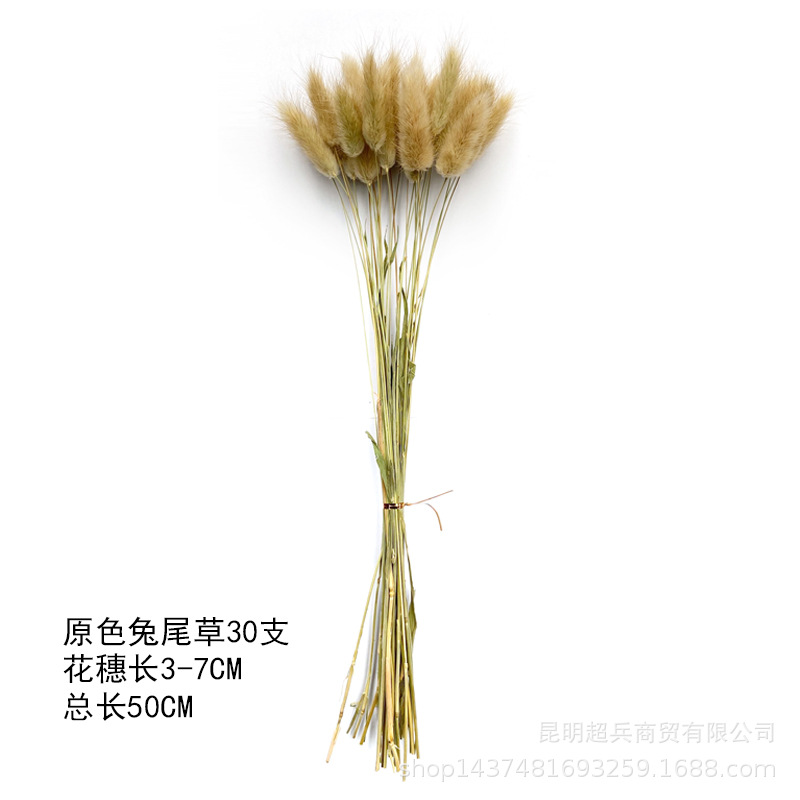 原色兔尾草30支.jpg