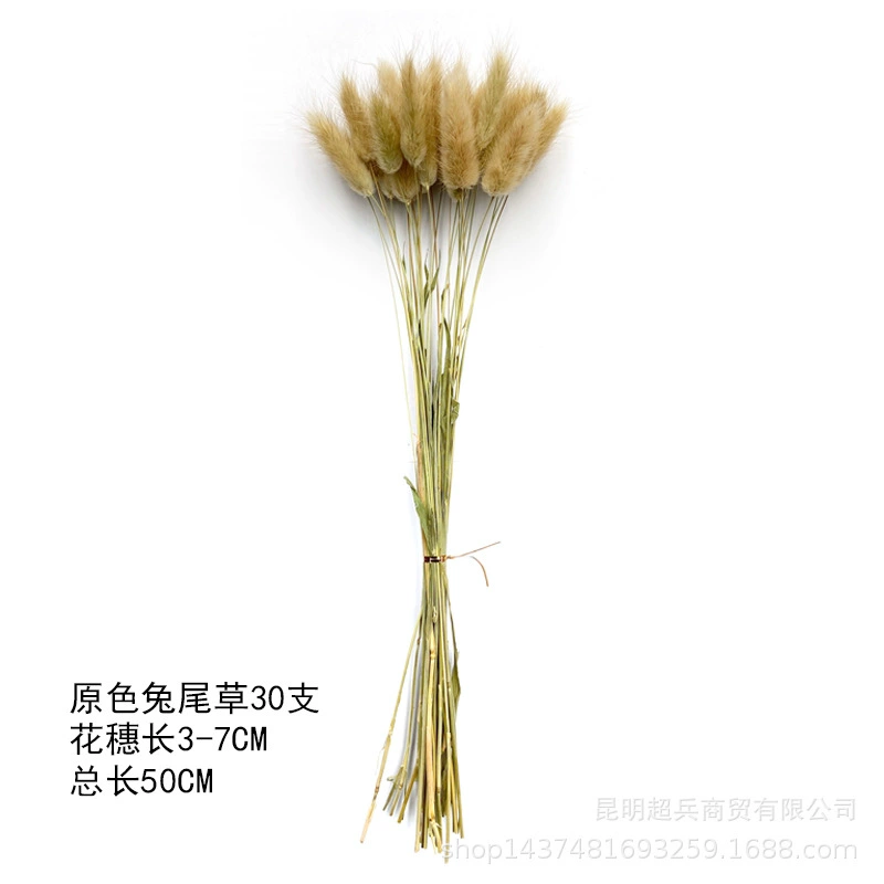 [50cm короткая коллекция Xiaofuchen] Маленький репа Xiaofuchen Panpas трава amazon внешняя торговля