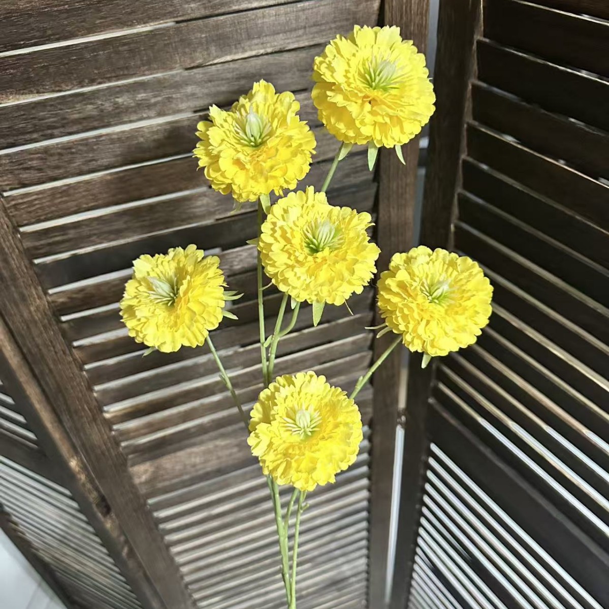 6개의 머리 동충하초