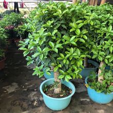 四季桂花桂花盆景 四季桂花桂花盆景品牌 图片 价格 四季桂花桂花盆景批发 阿里巴巴 四季桂花桂花盆景 四季桂花桂花盆景品牌 图片 价格 四季桂花桂花盆景批发 阿里巴巴