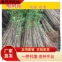 庭院绿化别墅榆钱小苗