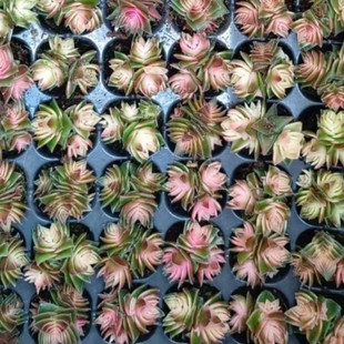Akane No Ta Jin Seasonal Jin Plug Seedlings 3-4cm Real Shot Succulent Plant Base Direct Sales