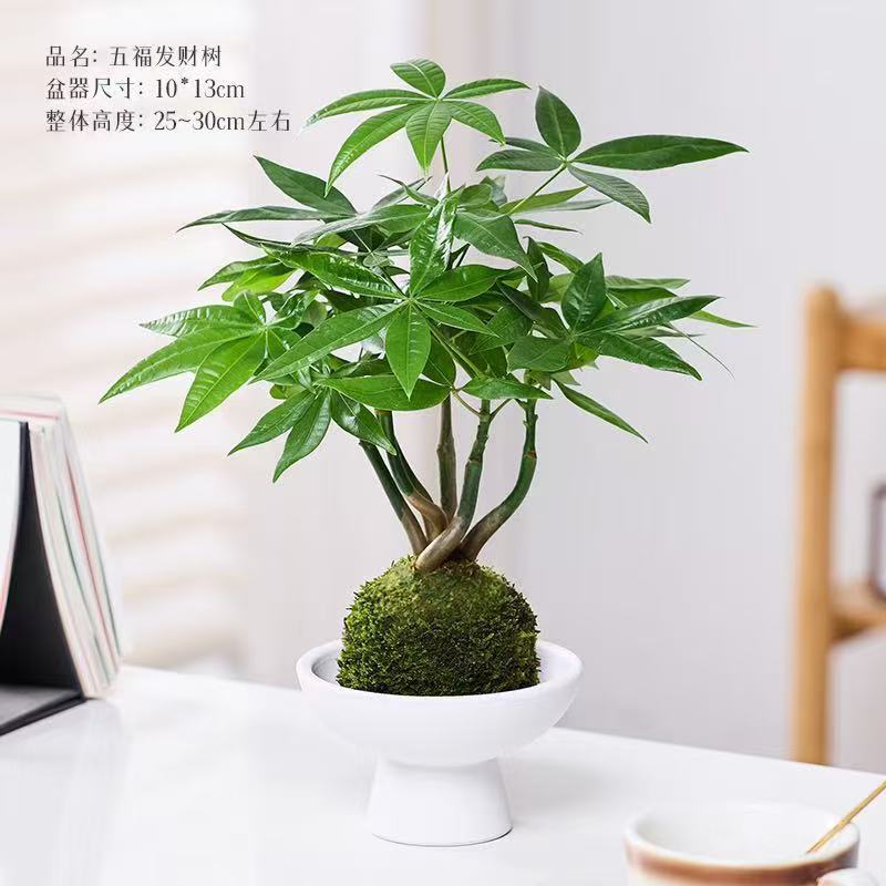 Wufu Cây Tài Lộc Rêu Bóng + Chân Trắng Mài Cát Cao