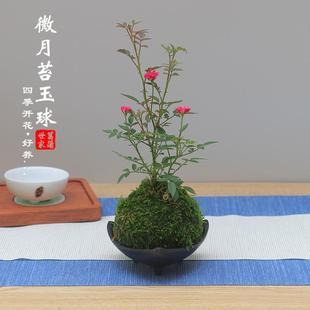 Miniature Rose with Bud, Ultra-Miniature Rose, Moss Ball, Balcony Window Sill, Desktop Green Plant Flower