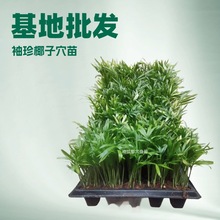 源头厂家长期大量供应绿植袖珍椰子孔苗园林绿化花卉种子种苗批发