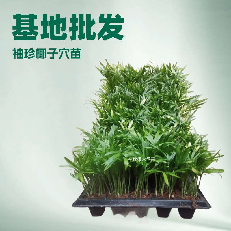 源头厂家长期大量供应绿植袖珍椰子孔苗园林绿化花卉种子种苗批发