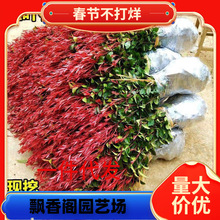 �t�~ʯ骘����ļ�����h����ͥԺ�@�־G��ֲ�����tʯ�С��