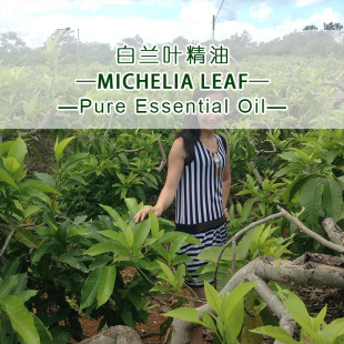ӡ�Ȱ��m�~�η��������lMichelia Leaf�҂��ṩԭ�a���C��޹����