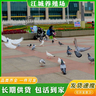 �������꼃�N�������N���a����|������N���r�� �V�������Ӄr��