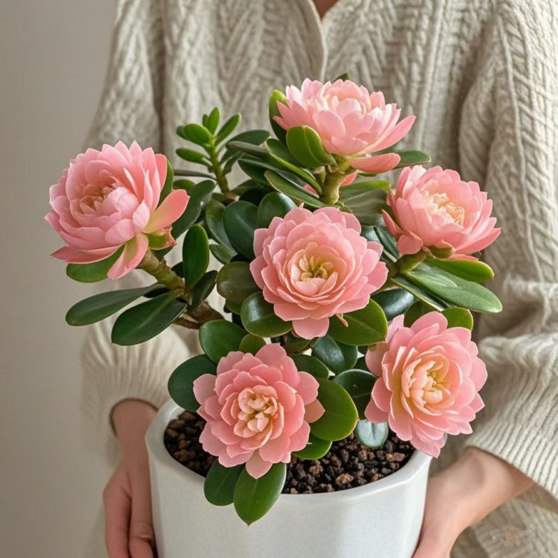 인기 추천 : [시펜] 그해 꽃피우다丨사계절 상록수