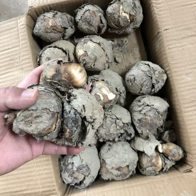 批发 水仙花种球 产地价格 年宵花卉 水培耐寒植物 9月到1月有货