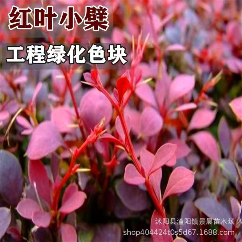 红叶小檗苗花坛灌木篱笆树苗红叶小檗红叶小波紫叶小檗苗绿化工程