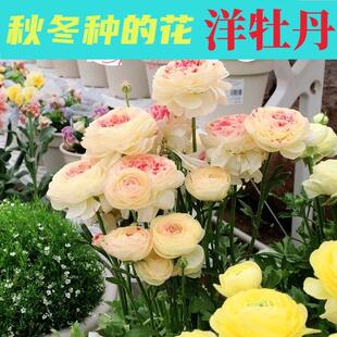 Imported Ranunculus Peony Potted Double-Flowered Bulb Seedlings Seeds Indoor and Outdoor Four-Season Flowering Plants and Florals