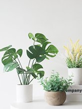 ����ٻ��Gֲ���Զ��⻨С�[��ֲ��͏d�����b�ins