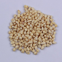 高產飼料玉米種子散裝抗病苞米籽種四季可播種果蔬口感好鮮食玉米