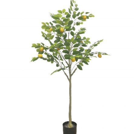 Simulación de limonero en maceta lemonTree Bonsai interior plástico pequeño árbol frutal planta verde Simulación de limonero
