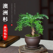 ����ɼ�辰С�粻����ֲ���k���Һ��B�̓�С�ɘ��҃ȶU��Gֲ����