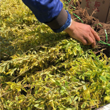 基地批发彩叶苗木 金叶连翘苗 花叶连翘工程苗 金边假连翘色块苗