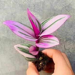 �ͮ���Y���m��Ʒ���m����ֲ�ﻨ�����Ժ��B���ɫ����M������