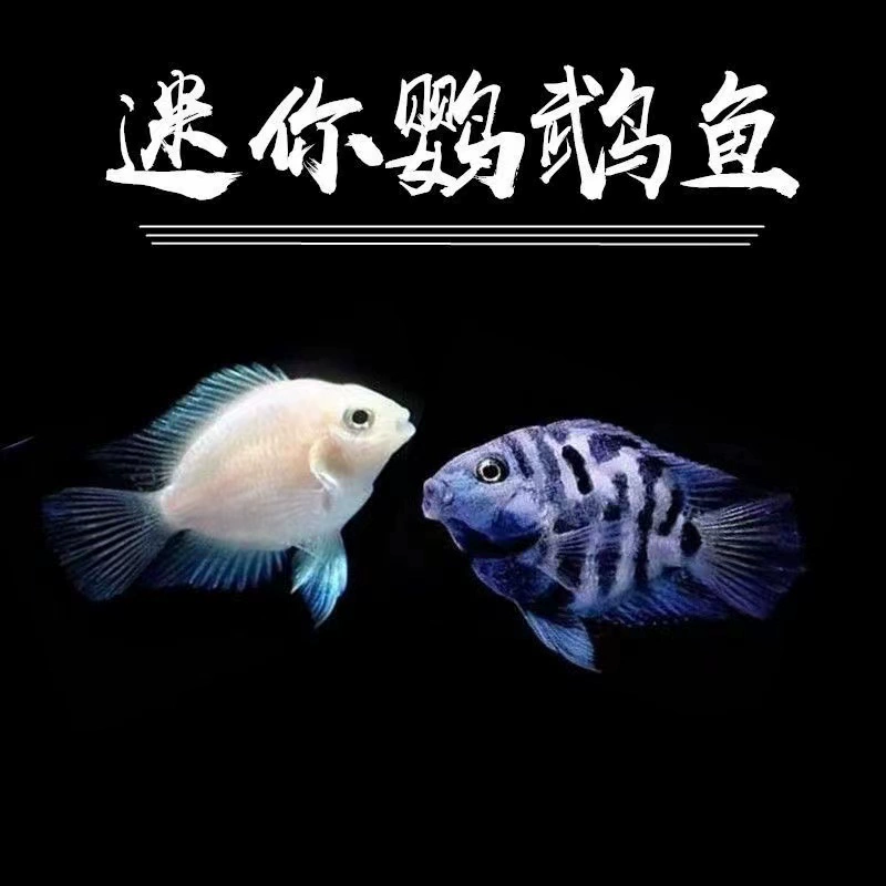 Тропические рыбы декоративные рыбы мини-попугай Платина Синий попугай разведение рыб Трава Аквариум Пресноводные Тропические рыбы живут оптом