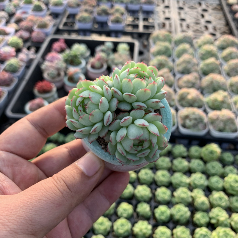 小さな多肉植物、超かわいい、貴重で希少な親指鉢、ミニ鉢植え、鉢付き多肉植物鉢植え、小さな古い支柱|undefined