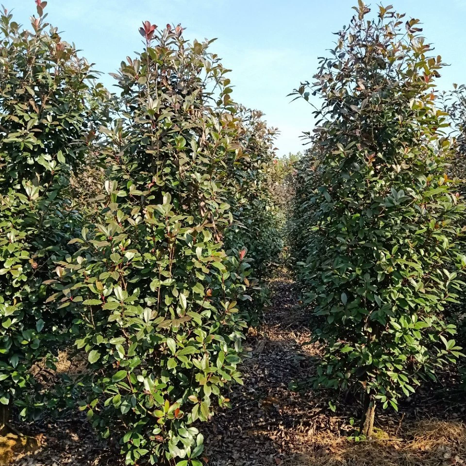 [Оптовая база] Столбик из красного листа самшита 1.2m Столбик из красного листа самшита 150cm Столбик 2m Высота