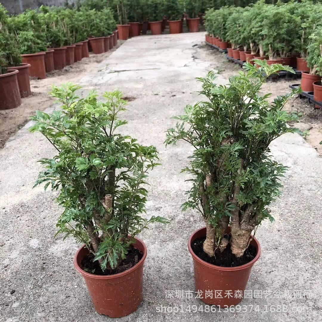 Перо лист флуттерии в горшке гостиная растение в горшке комнатная зеленая посадка богатый пень вечнозеленый круглый год для очистки воздуха