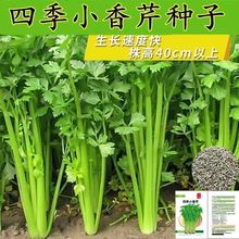 四季小香芹种子清香脆嫩香味浓郁细梗四季播种蔬菜种子盆栽芹