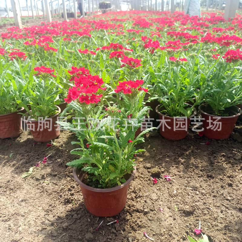 247e2803-114b-4641-b052-567409