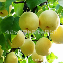 �S�ڹ�������������������ּt�������ˮ�����ϱ����Nֲ����Y��