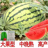 Xinong № 8 Арбузное семя Экстра высокая урожайность Ленивое Hanwang Арбузное семя Большое сочетание семян арбуза дыни