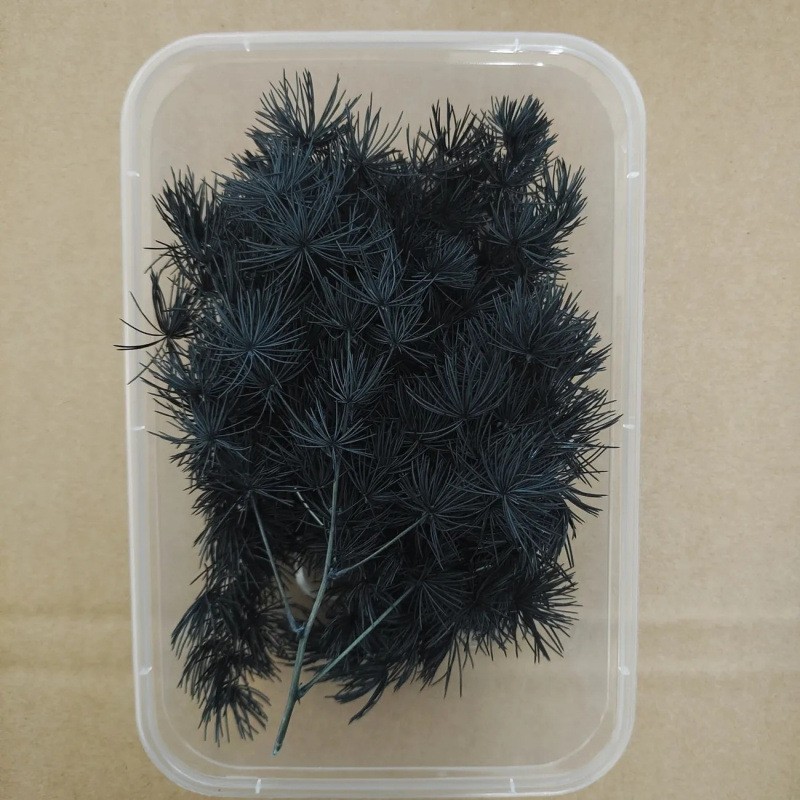 블랙소재봉래소나무 15g-드라이플라워백