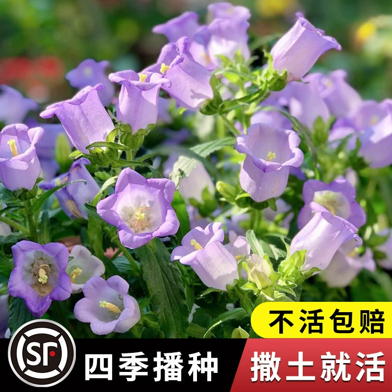 Семена цветов Windbell, семена цветов для открытого двора, семена цветов, семена Morning Glory, семена цветов, которые легко выращивать в любое время года.