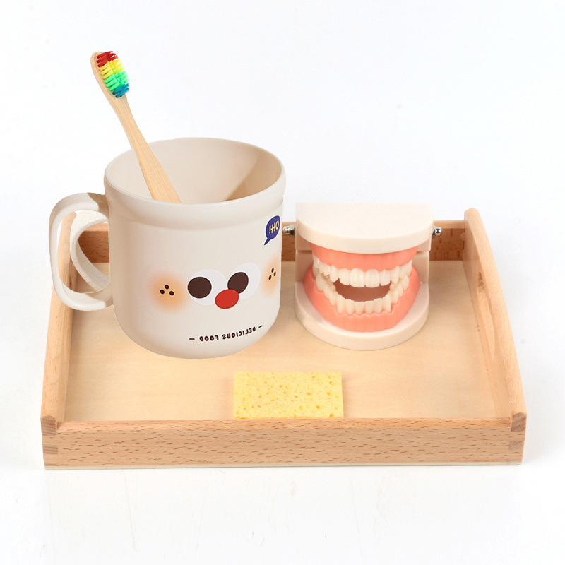Montessori ayudas didácticas niños cepillado y lavado traje educación temprana juguetes educativos dentadura diente modelo kindergarten dientes cognitivos