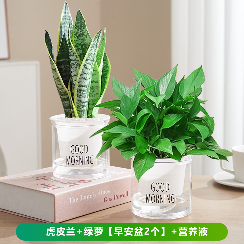 호랑이 난초 + 포토스 [굿모닝 대야 2개] + 영양액