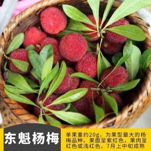 ���ڼ޽Ӗ|����÷����緽ͥԺ�����ϱ����ļ��Nֲ�{ݮˮ�������
